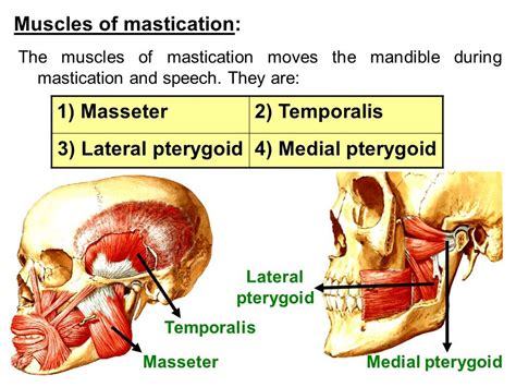 Medial Pterygoid Origin And Insertion