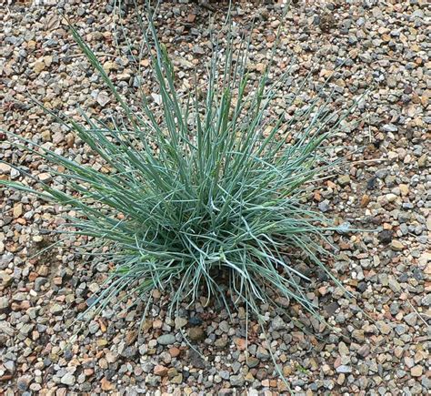 Fescue Glauca