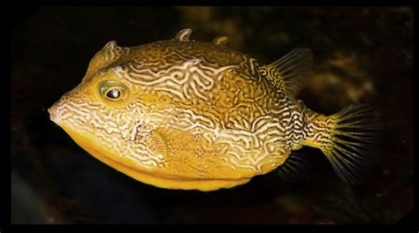 Boney Fishes Australian Natural History Images By Christine Walsh