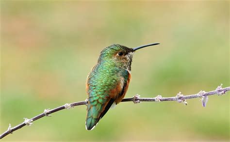 Allen S Hummingbird The Audubon Birds Climate Change Report