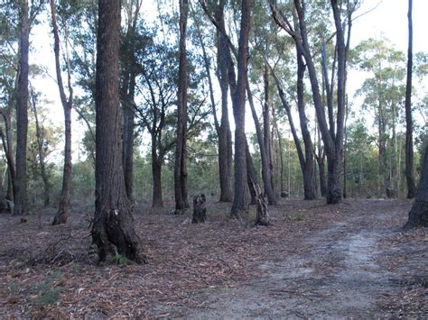 Eucalyptus sieberi (Silvertop ash)