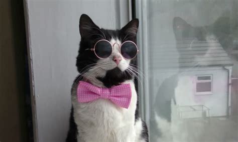 Cat Shows Off A Bow Tie And Glasses Get It Free