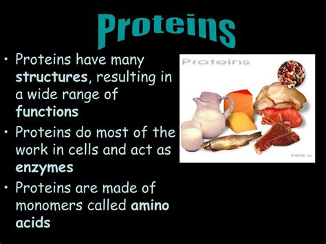 Ppt Proteins Powerpoint Presentation Free Download Id 4150668