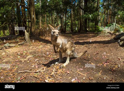 Australian Red Kangaroo Stock Photo Alamy