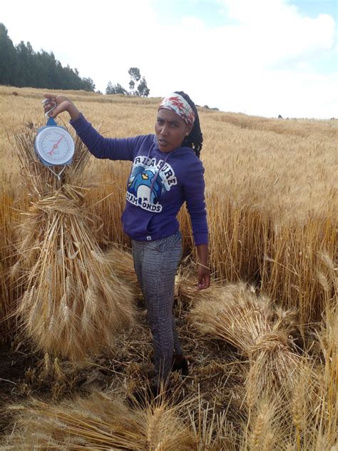 Transforming Ethiopias Agriculture Through Agronomy Innovation The