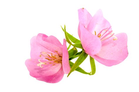 Pink Flower Rose Of Sharon Hibiscus Syriacus Rose Of Sharon, Beautiful