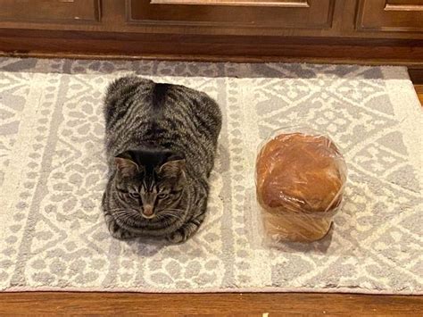 Explaining the Cat Loaf Phenomenon | Cats | Weird animals, Cats, Pets