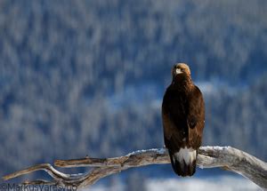 Aquila Chrysaetos In Olden Eagle En Us Fi Maakotka De