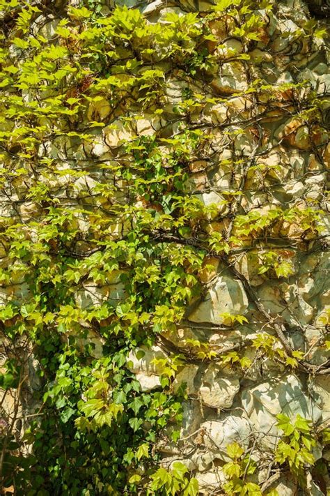 Planta Trepadora O Hiedra Verde Que Crece En La Pared De Piedra Antigua