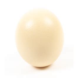 Blown Ostrich Egg X 1