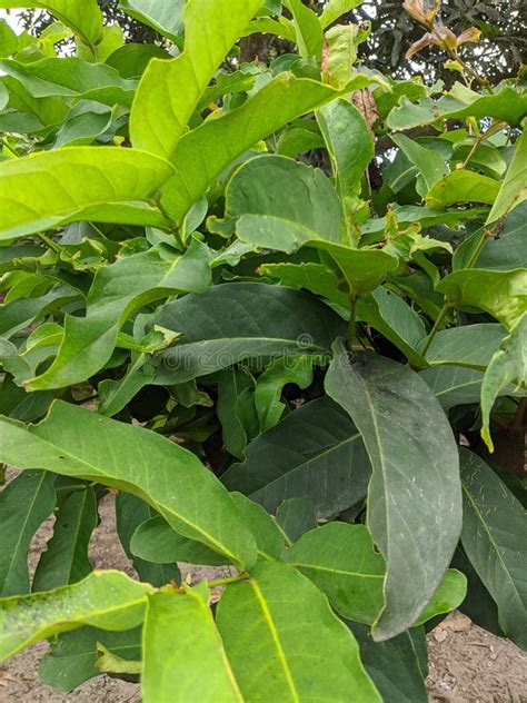 Jambu Plant