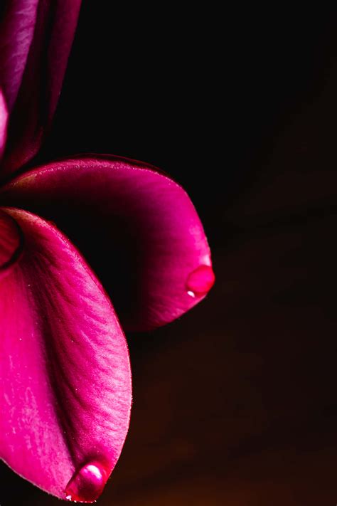 100 Burgundy Flower Wallpapers