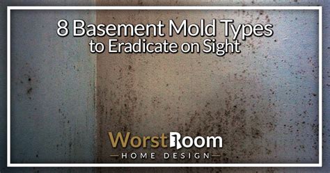 Basement Mold Types To Eradicate On Sight Worst Room