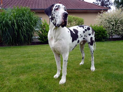 Deutsche Dogge - TV optimierte Bildergalerie