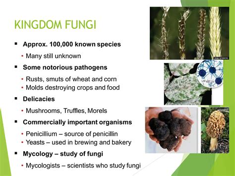 Biology Study Guide Kingdom Fungi 8