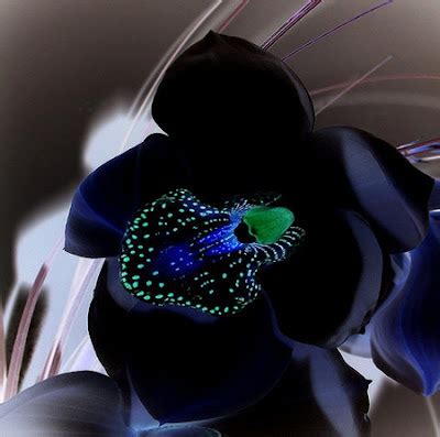 Black Orchid Flower, Genetic Potential - Life Is Beautiful