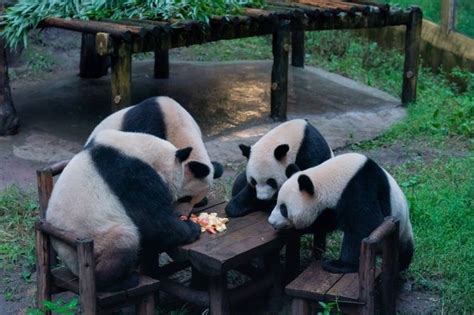 萌化了！大熊猫雨中“围炉煮茶”大小四喜丸子重庆动物园