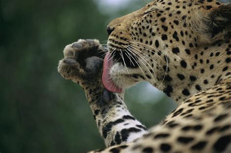 A Leopard Uses Tongue Against Paw Photograph By Kim Wolhuter