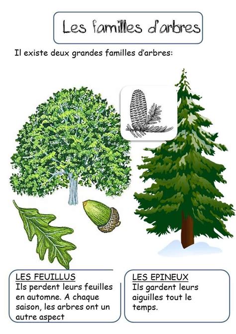 The Different Types Of Trees In French