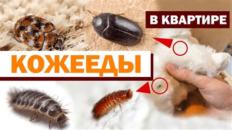 Мелкие жучки на кухне в шкафу - 86 фото