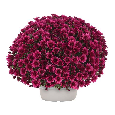 Better Homes Gardens Purple Berry Bicolor Mums Live Plant Garden In