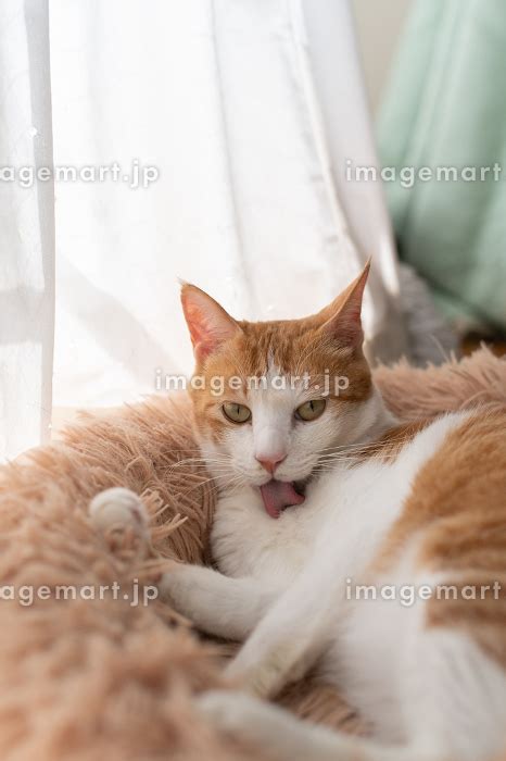 毛づくろいをする猫 茶トラ白の写真素材 234394210 イメージマート