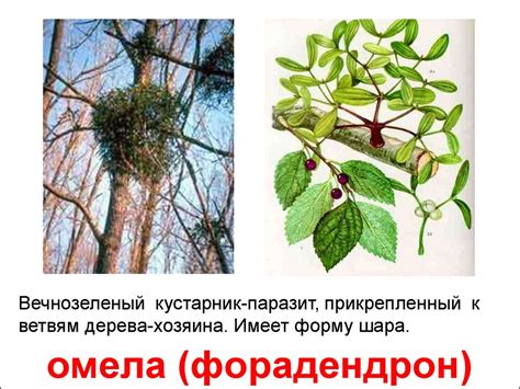 Ядовитые растения - презентация онлайн
