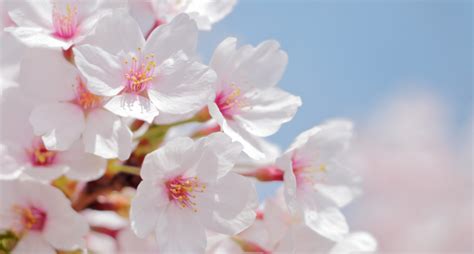 3月27日は「さくらの日」！桜の豆知識や「さくら」と名前がつく食材を紹介！ 居酒屋美食トリビア