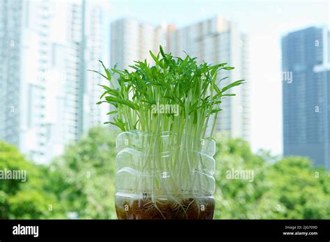 Water Spinach Hydroponic Microgreens Grown As Urban Houseplant With