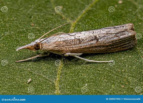 Adult Grass Veneer Moth Stock Image Image Of Butterfly 258931955