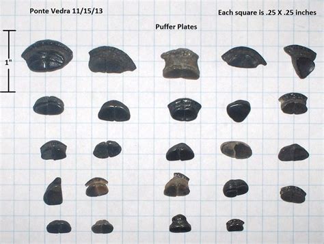 Shark tooth fossil, Fossil bones, Fossil hunting