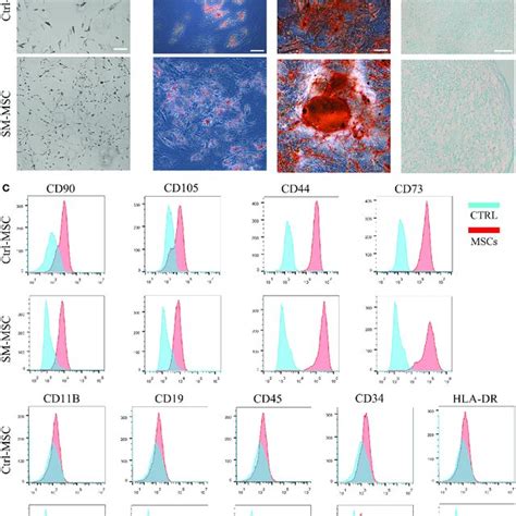 Analysis of MSC phenotype and differentiation potential. (A) Morphology ...