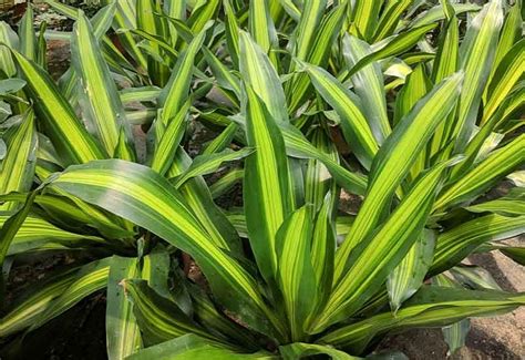 Weeds Crops That Look Like Corn Stalks Easygearlife