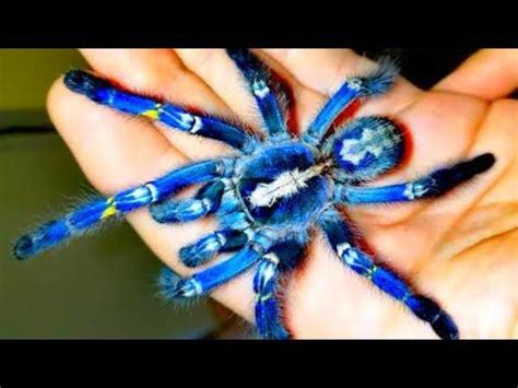 Aranha Azul É Venenosa - Caranguejeira Azul a Aranha Mais Bonita do Mundo - Tarântula Azul ...
