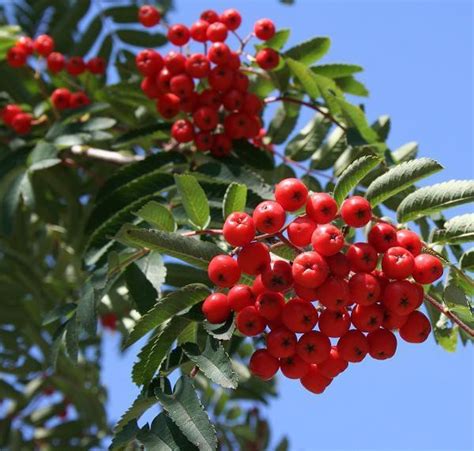 Купить Рябина обыкновенная в Ростове-на-Дону с доставкой по России ...