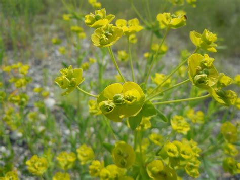 Leafy Spurge Ckiss Central Kootenay Invasive Species Society