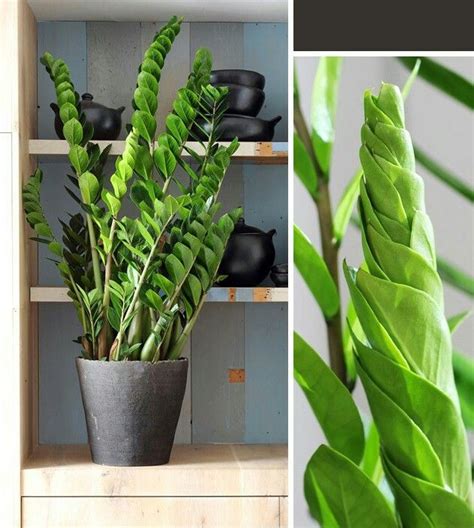 Zamioculca Planta Do Dinheiro - Zamioculca, planta do dinheiro Cuidado extremamente venenosa | Plant ...
