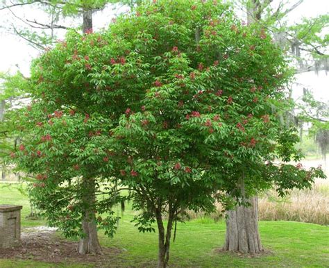 Buckeyes and Horsechestnuts | Home & Garden Information Center