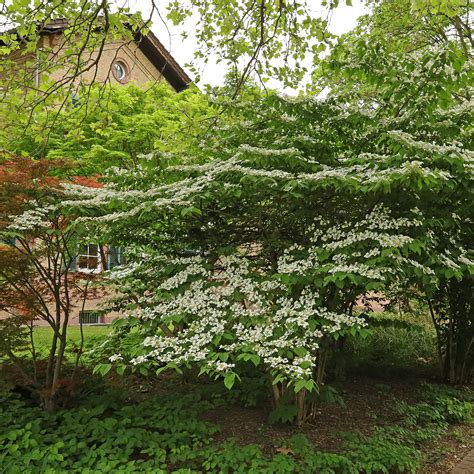 Viburnum plicatum (japanese snowball)