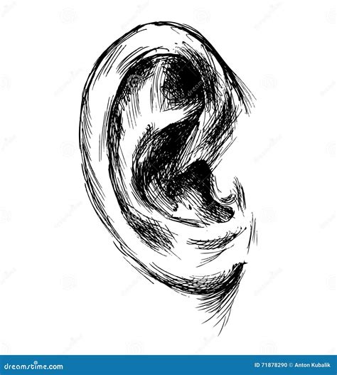 Hand Sketch Of The Human Ear Vector Illustration