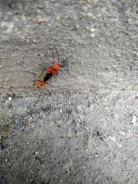 These creatures have suddenly increased in number in my neighborhood