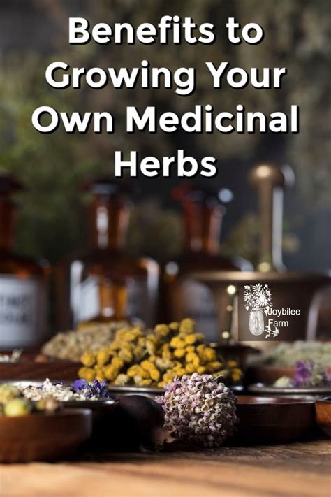 Benefits Of Growing Medicinal Herbs Joybilee Farm Diy Herbs