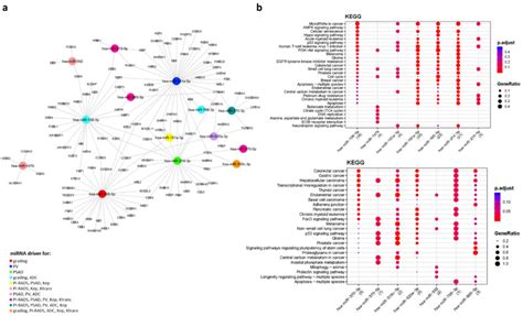 Mirna Target Interaction Network For Mirna Derived From Tp Data Of Pca