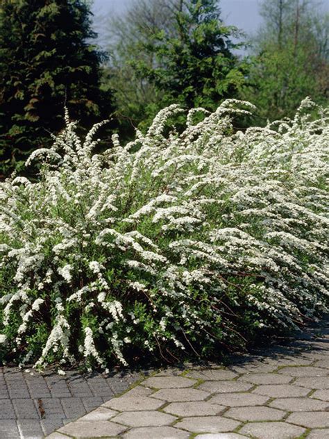 Спирея серая (Spiraea cinerea) “Grefsheim” - «Feel Green»