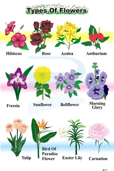 Types Of Flowers - Progressive Scientific Sdn. Bhd.