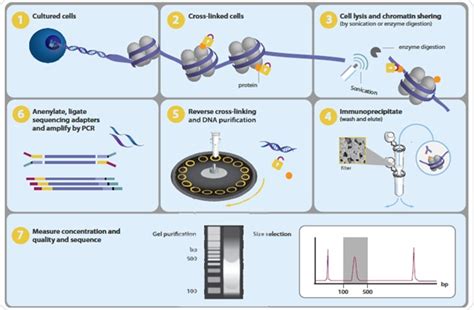 Chromatrap® Rapid Consistent High Throughput Chip Seq Assay For