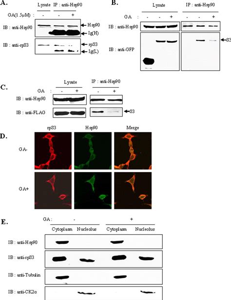 Interaction Of Hsp90 With Ribosomal Proteins Protects From