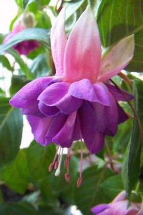 Fuchsia x hybrida Blue Mirage | Garten.cz