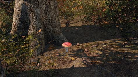dayz how to find mushrooms