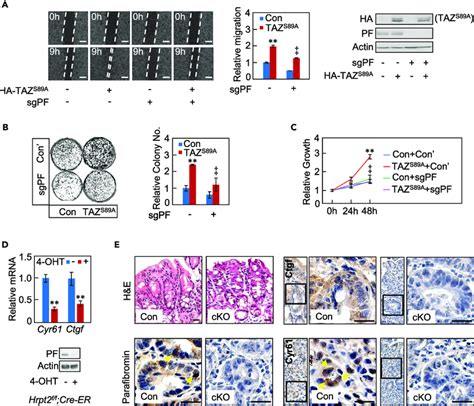 Enhancement Of Yap Taz Mediated Biological Actions By Parafibromin A